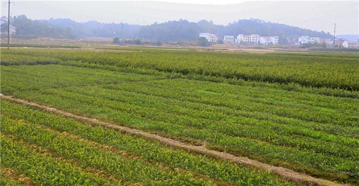 种植高产油茶苗的土壤改良方法